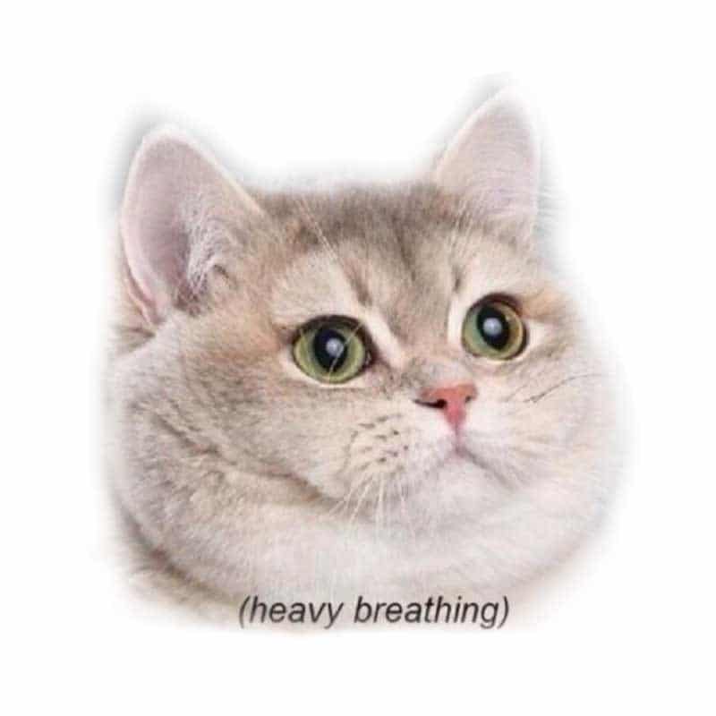 Heavy Breathing Cat