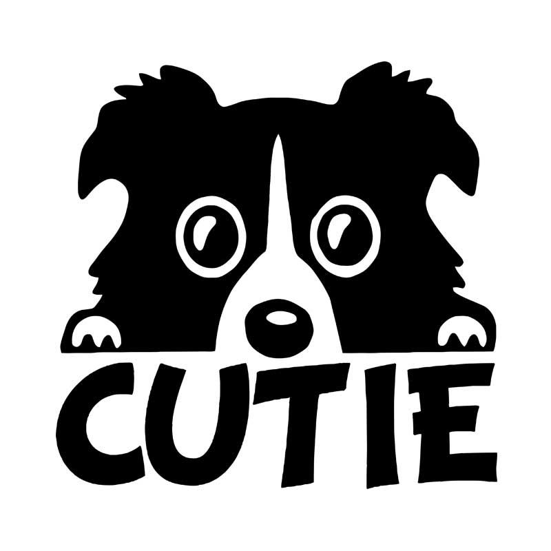 Cutie border collie